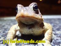 /home//u458753944/public_html/sourcegallery//Roxborough Toad Detour/2022/2022-03-17/P3170863.JPG